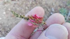 Indigofera punctata