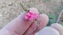 Indigofera punctata
