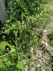 Lactuca indica