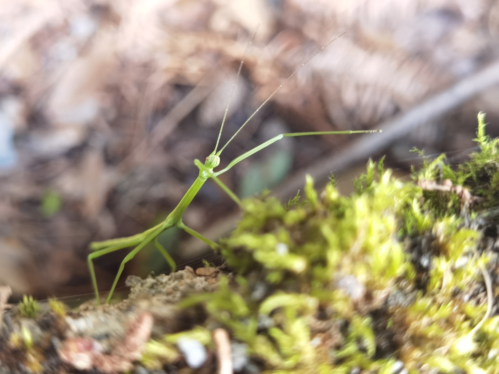 Stick Insects on July 9, 2022 at 03:00 PM by Jo5h · iNaturalist