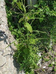Lactuca indica