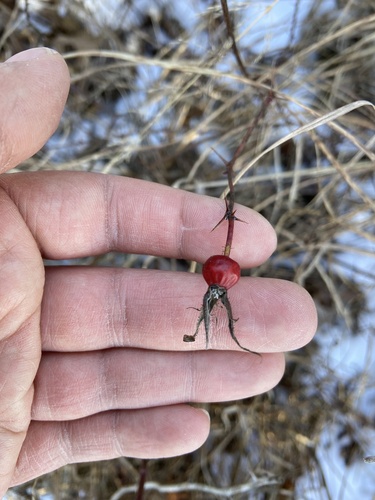Foto de Rosa selvagem