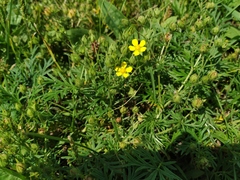 Potentilla tergemina
