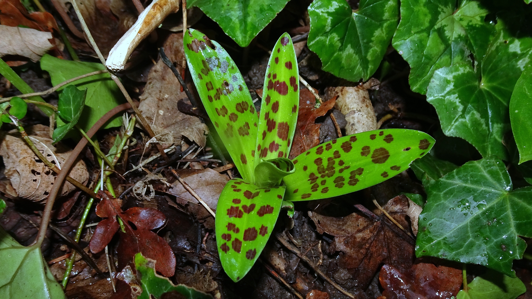 Imagem de Orquídea