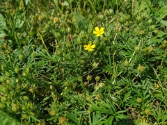 Potentilla tergemina