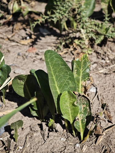 Image of Jaborosa integrifolia by (c) Gonzalo González Mora, some rights reserved (CC BY)