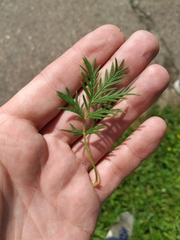 Potentilla tergemina