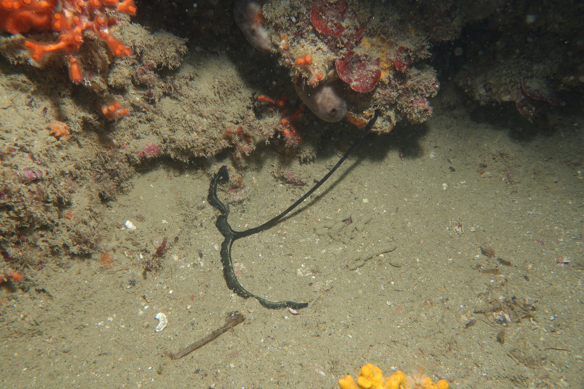 Bonellia viridis Rolando, 1822