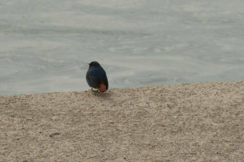 Plumbeous Water Redstart