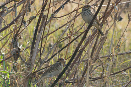 Little Bunting