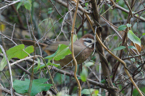 White-browed Laughingthrush