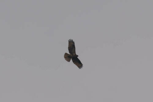 Eastern Buzzard