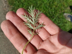 Potentilla tergemina