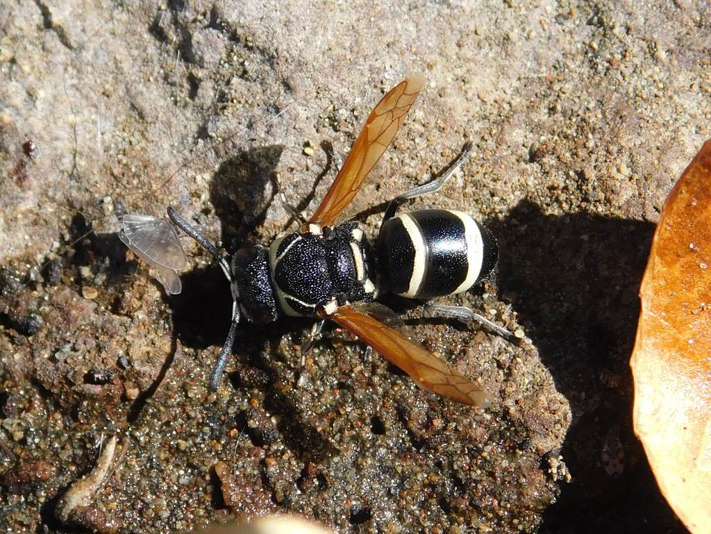 Pachodynerus gayi