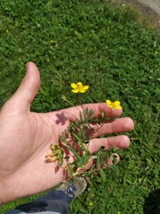 Sibbaldianthe orientalis