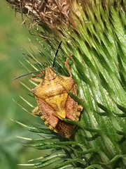Carpocoris purpureipennis