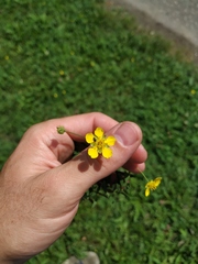 Sibbaldianthe orientalis