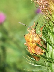 Carpocoris purpureipennis