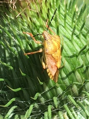 Carpocoris purpureipennis