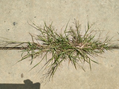 Eragrostis amurensis