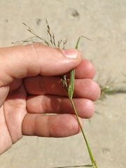 Eragrostis amurensis