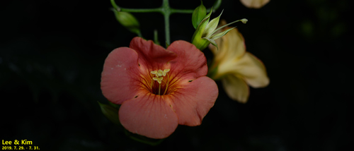 Campsis grandiflora