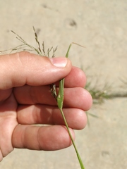 Eragrostis amurensis