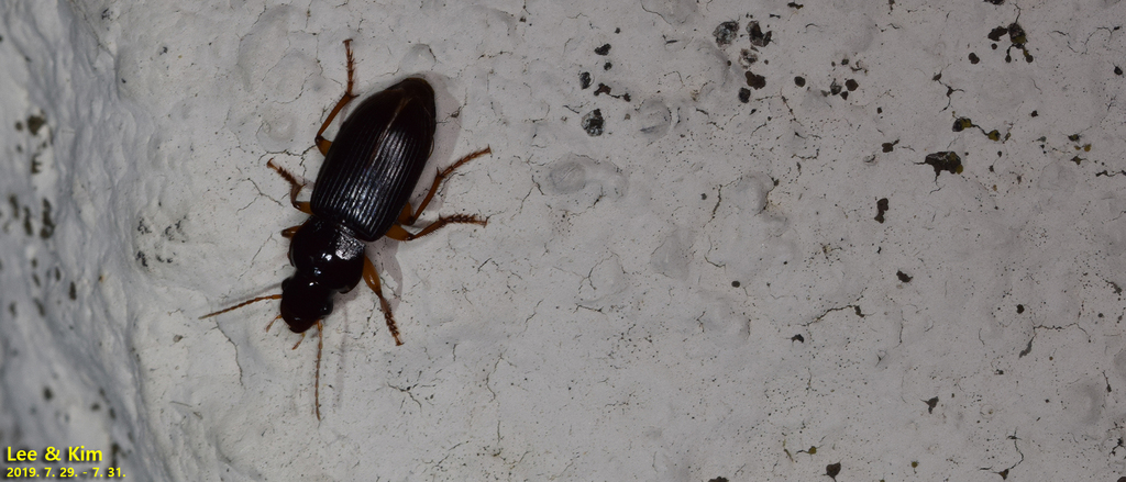 Harpalus aenigma