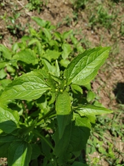 Galinsoga parviflora