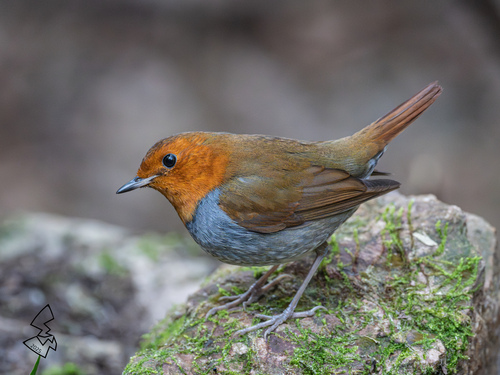 Japanese Robin (Larvivora akahige) · iNaturalist
