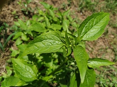 Galinsoga parviflora