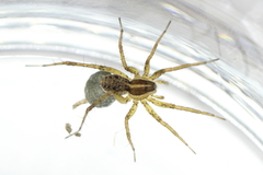 Pardosa palustris