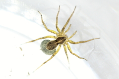 Pardosa palustris