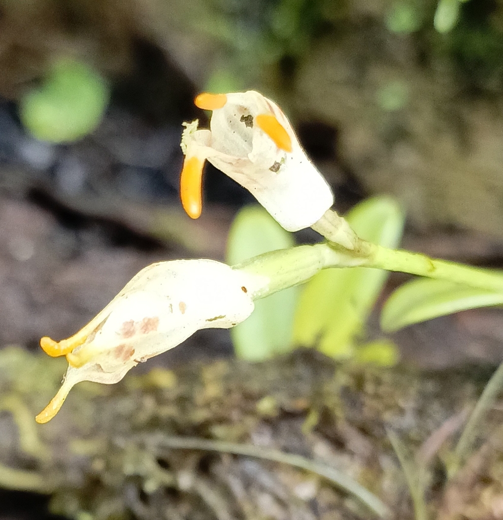 Masdevallia geminiflora