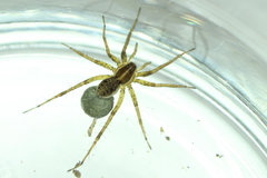 Pardosa palustris