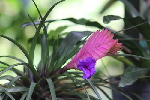 Pink quill (Wallisia cyanea)