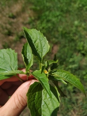 Galinsoga parviflora
