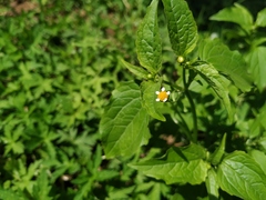 Galinsoga parviflora