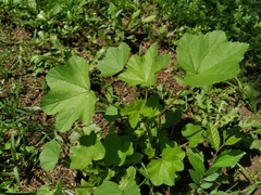 Malva verticillata