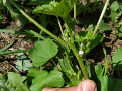 Malva verticillata