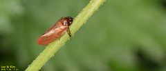 Eoscarta assimilis