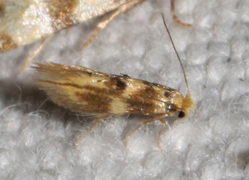 Bucculatrix thoracella