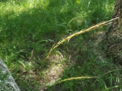 Elymus pendulinus