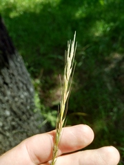 Elymus pendulinus
