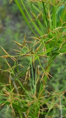 Rhynchospora inundata