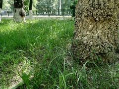 Elymus pendulinus