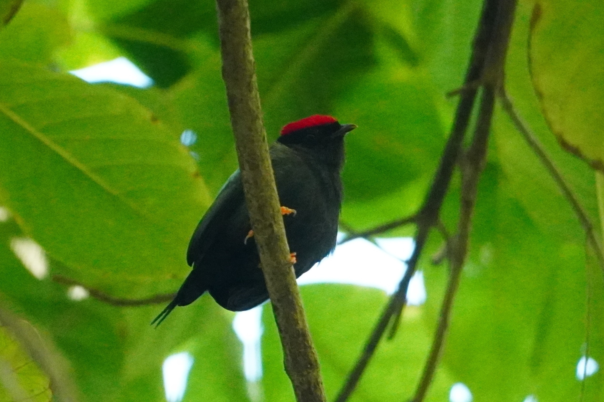 Lance-tailed Manakin (Chiroxiphia lanceolata), photo 6