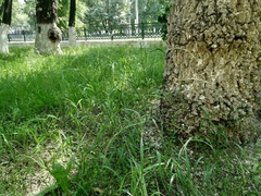 Elymus pendulinus