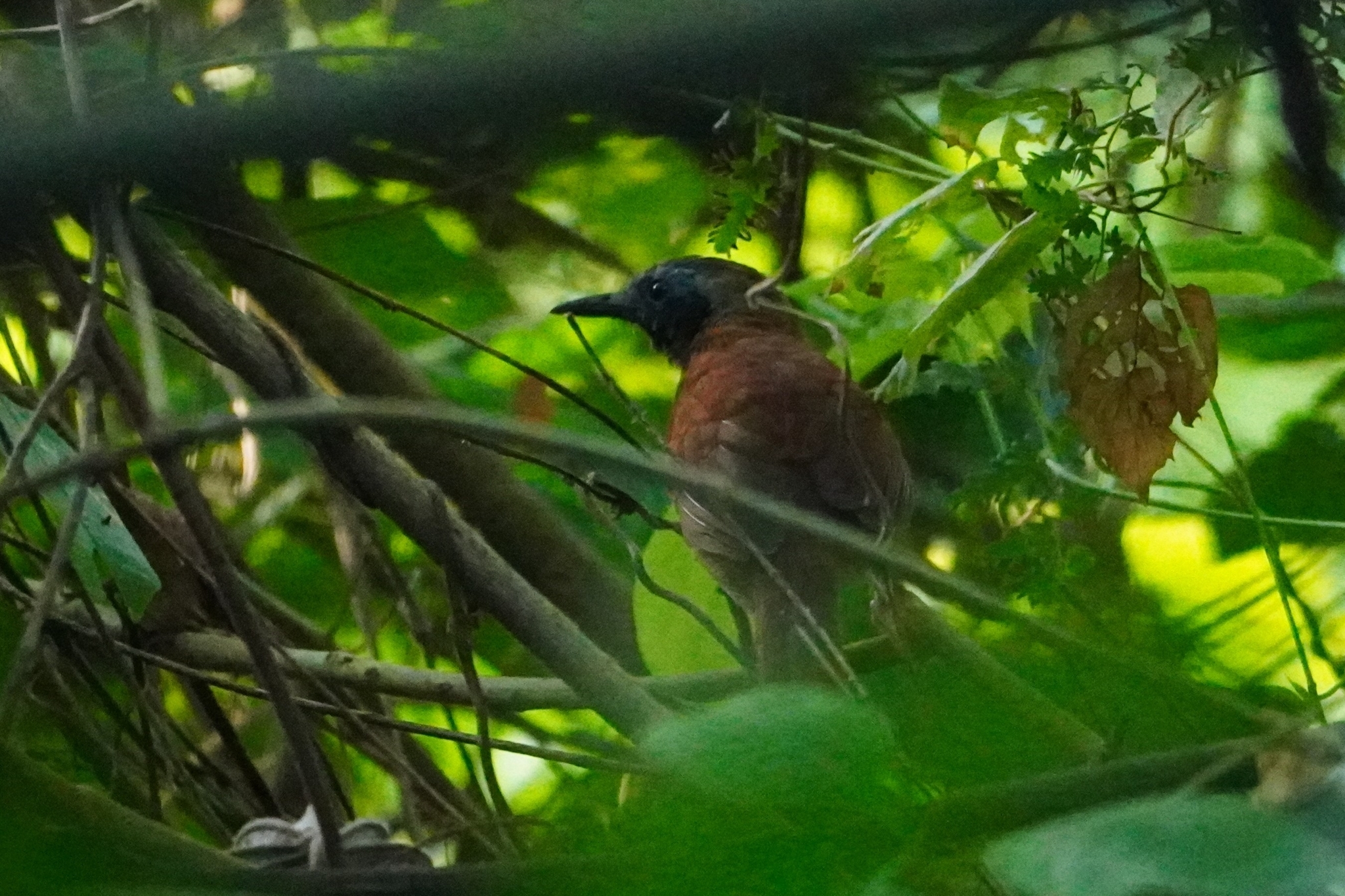 White-bellied Antbird (Myrmeciza longipes), photo 7