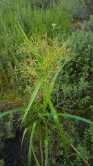 Rhynchospora inundata